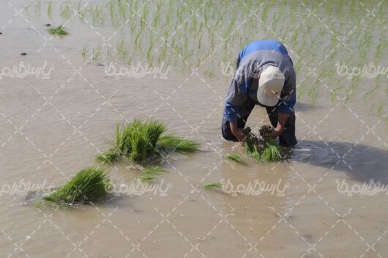 تصویر با کیفیت کشت برنج