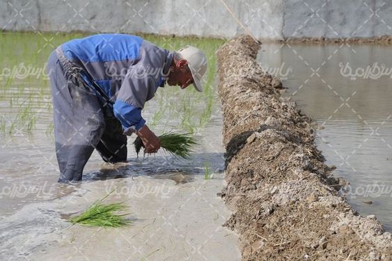 تصویر با کیفیت کشت برنج