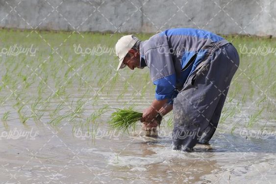 تصویر با کیفیت کشت برنج