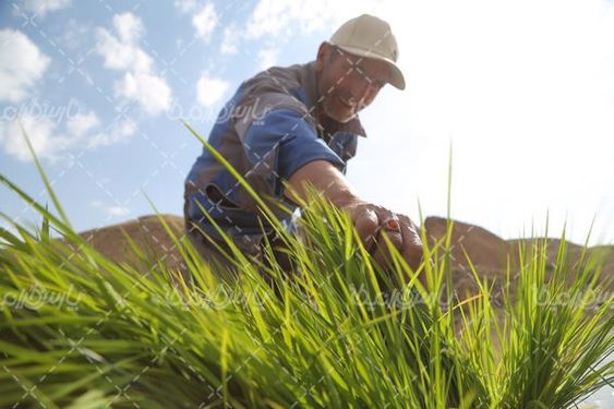 تصویر با کیفیت کشت برنج