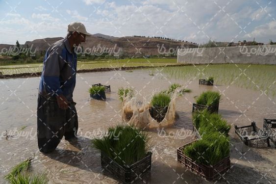 تصویر با کیفیت کشت برنج