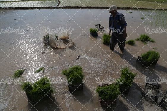 تصویر با کیفیت شالیکاری