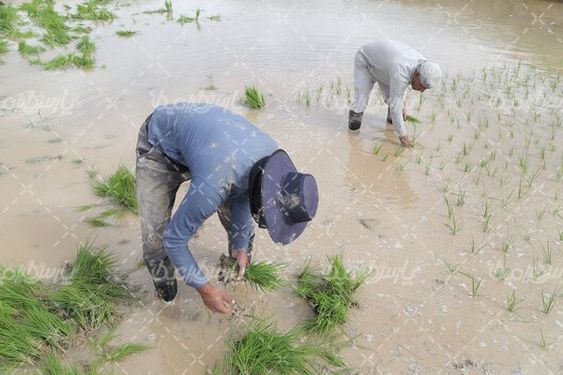 تصویر با کیفیت شالیزار