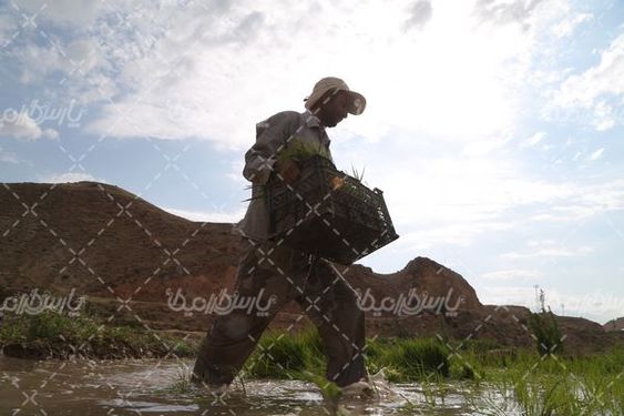 تصویر با کیفیت شالیزار