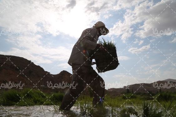 تصویر با کیفیت شالیزار