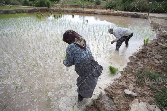 تصویر با کیفیت شالیزار