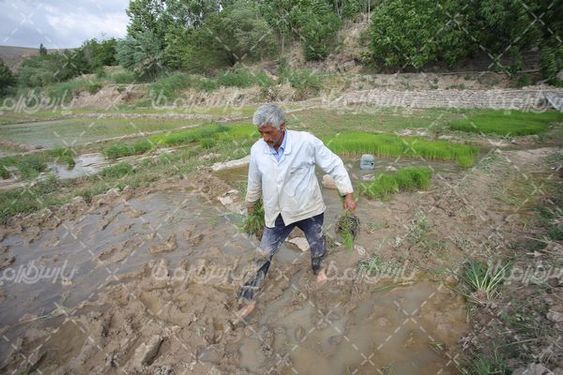 تصویر با کیفیت شالیزار