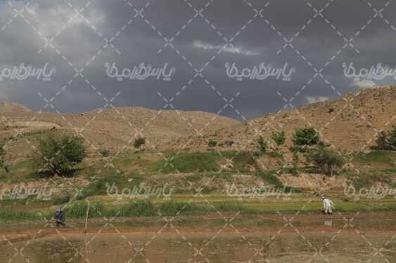 دانلود عکس کشت برنج