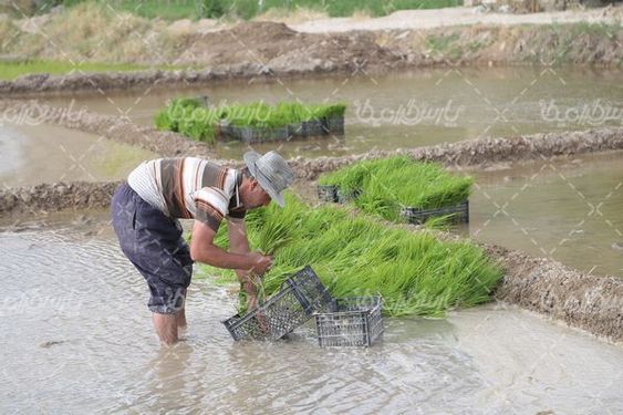 دانلود عکس کشت برنج
