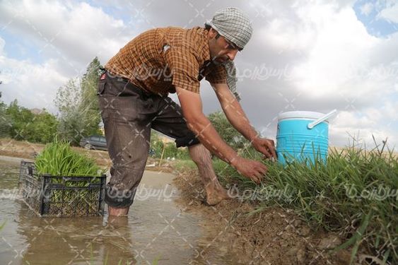 دانلود عکس شالیکاری