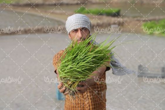 دانلود عکس شالیکاری