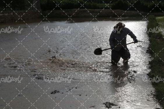 دانلود عکس شالیکاری