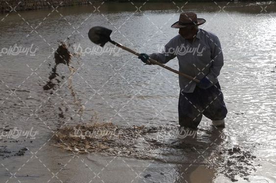 دانلود عکس شالیکاری
