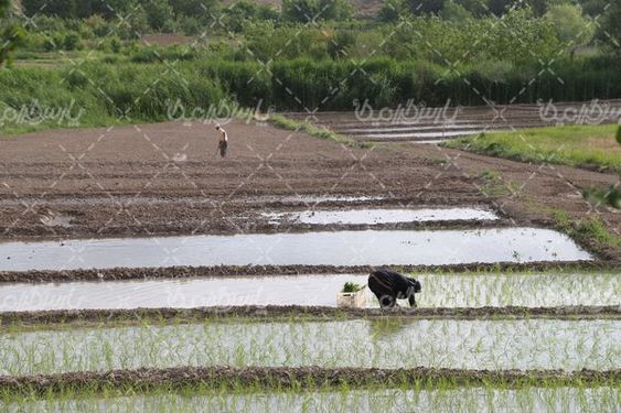 دانلود عکس شالیکاری