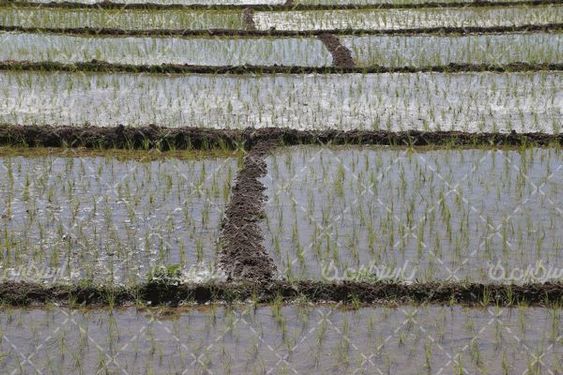 دانلود عکس شالیزار