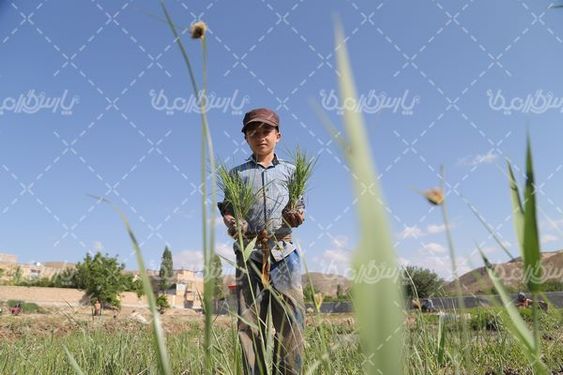 دانلود عکس شالیزار