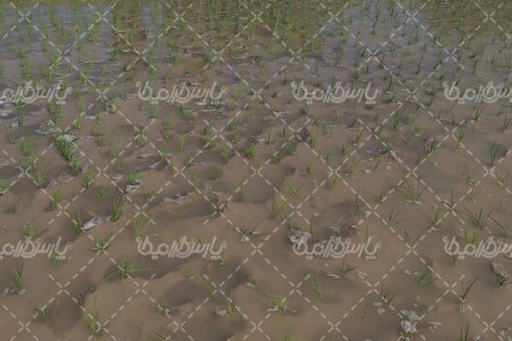 دانلود عکس شالیزار