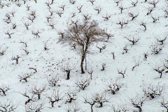 برف زمستانی