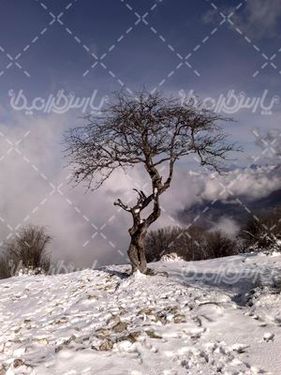 برف زمستانی