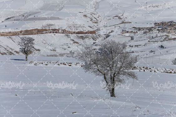 تصویر با کیفیت برف