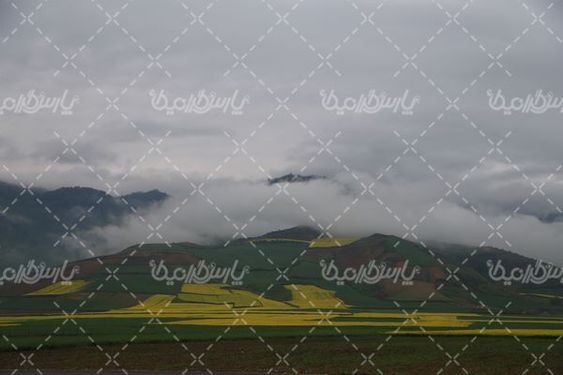 تصویر با کیفیت مزرعه کلزا