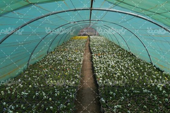 تصویر با کیفیت گلخانه