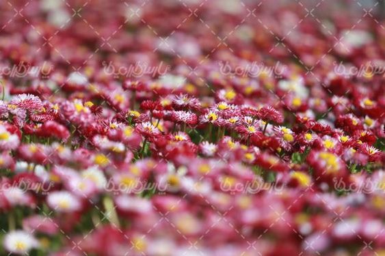 تصویر با کیفیت گلخانه