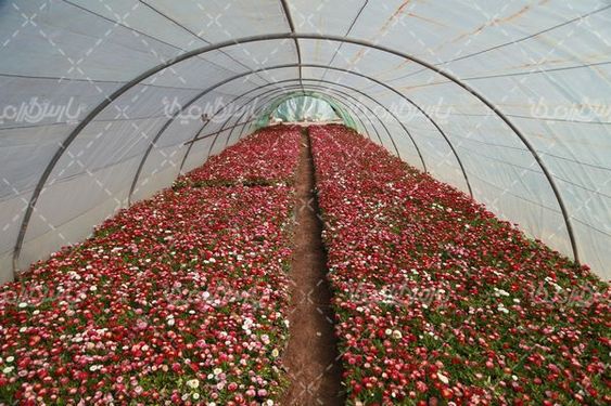 تصویر با کیفیت گلخانه