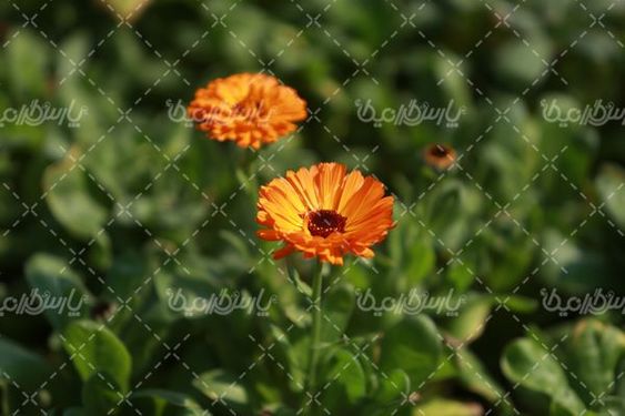 تصویر با کیفیت گل