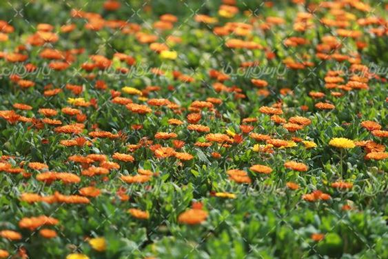 تصویر با کیفیت گل