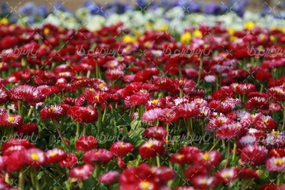 تصویر با کیفیت گل