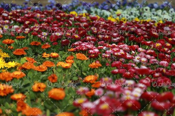 تصویر با کیفیت گل