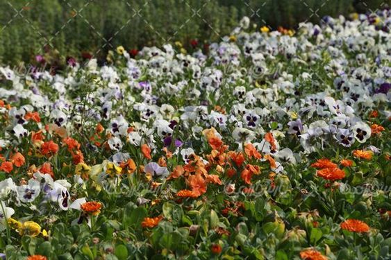 تصویر با کیفیت گل