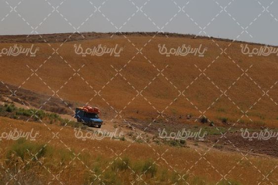 برداشت گندم