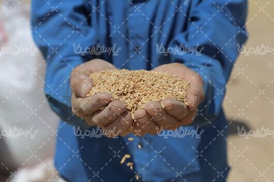 برداشت گندم