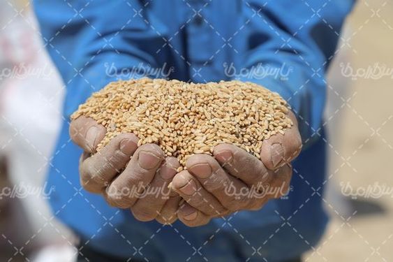 برداشت گندم