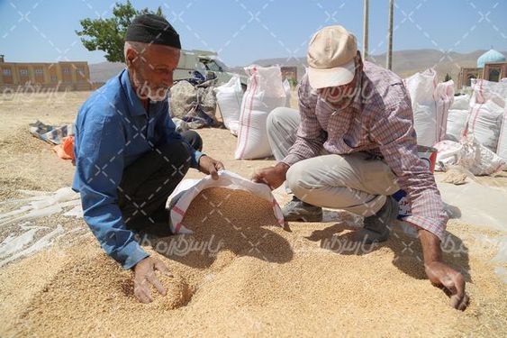 برداشت گندم