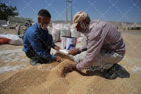 برداشت گندم