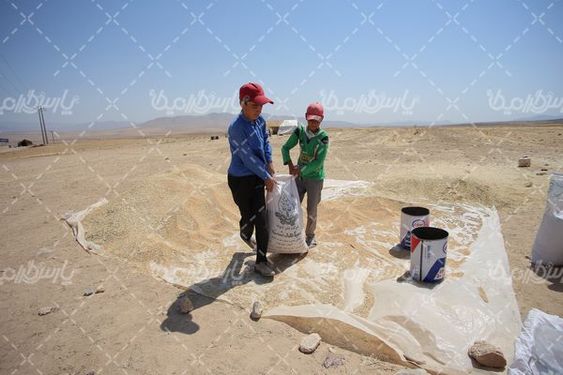 برداشت گندم