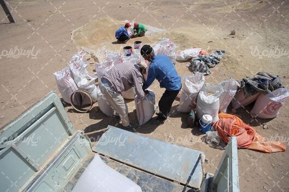 برداشت گندم