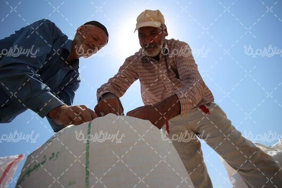 برداشت گندم