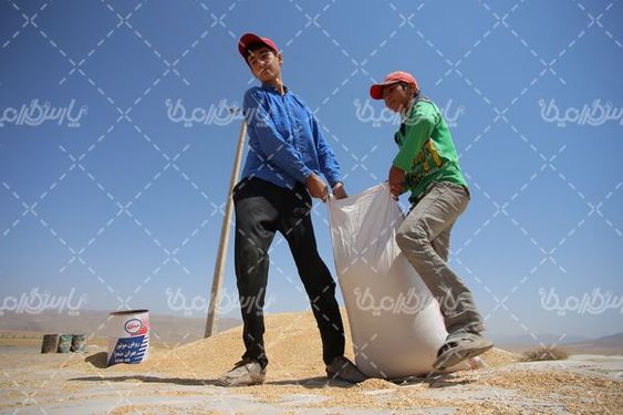 برداشت گندم