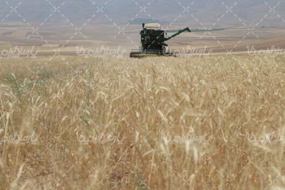 تصویر با کیفیت برداشت گندم