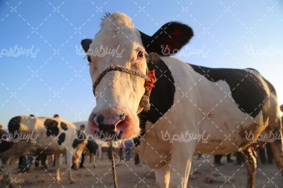 خرید و فروش گاو زنده