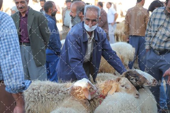 بازار خرید و فروش گوسفند زنده