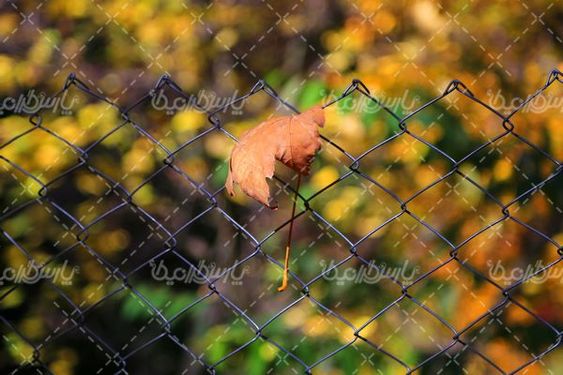 تصویر با کیفیت پاییز