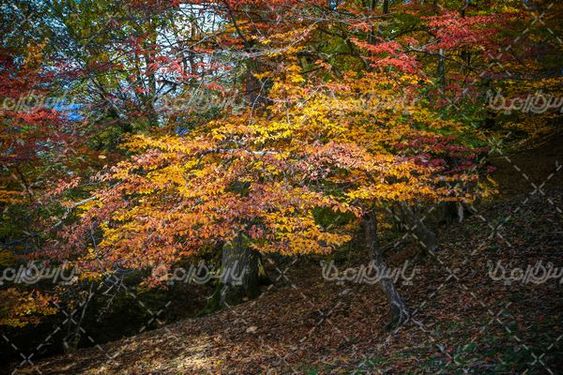 تصویر با کیفیت پاییز