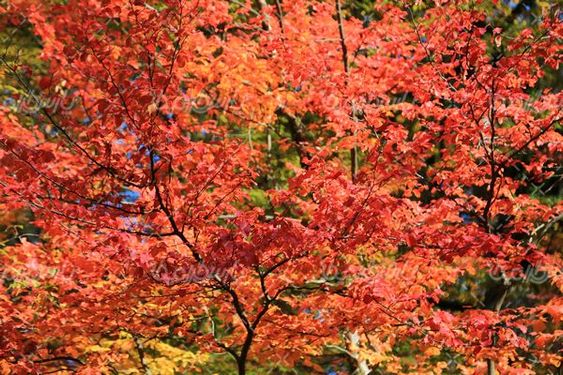 تصویر با کیفیت پاییز