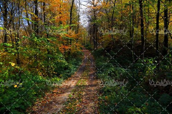 تصویر با کیفیت پاییز