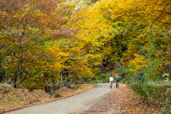 تصویر با کیفیت پاییز